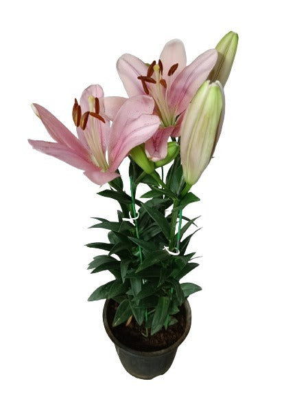 Asiatic Lily Pink Live Plant