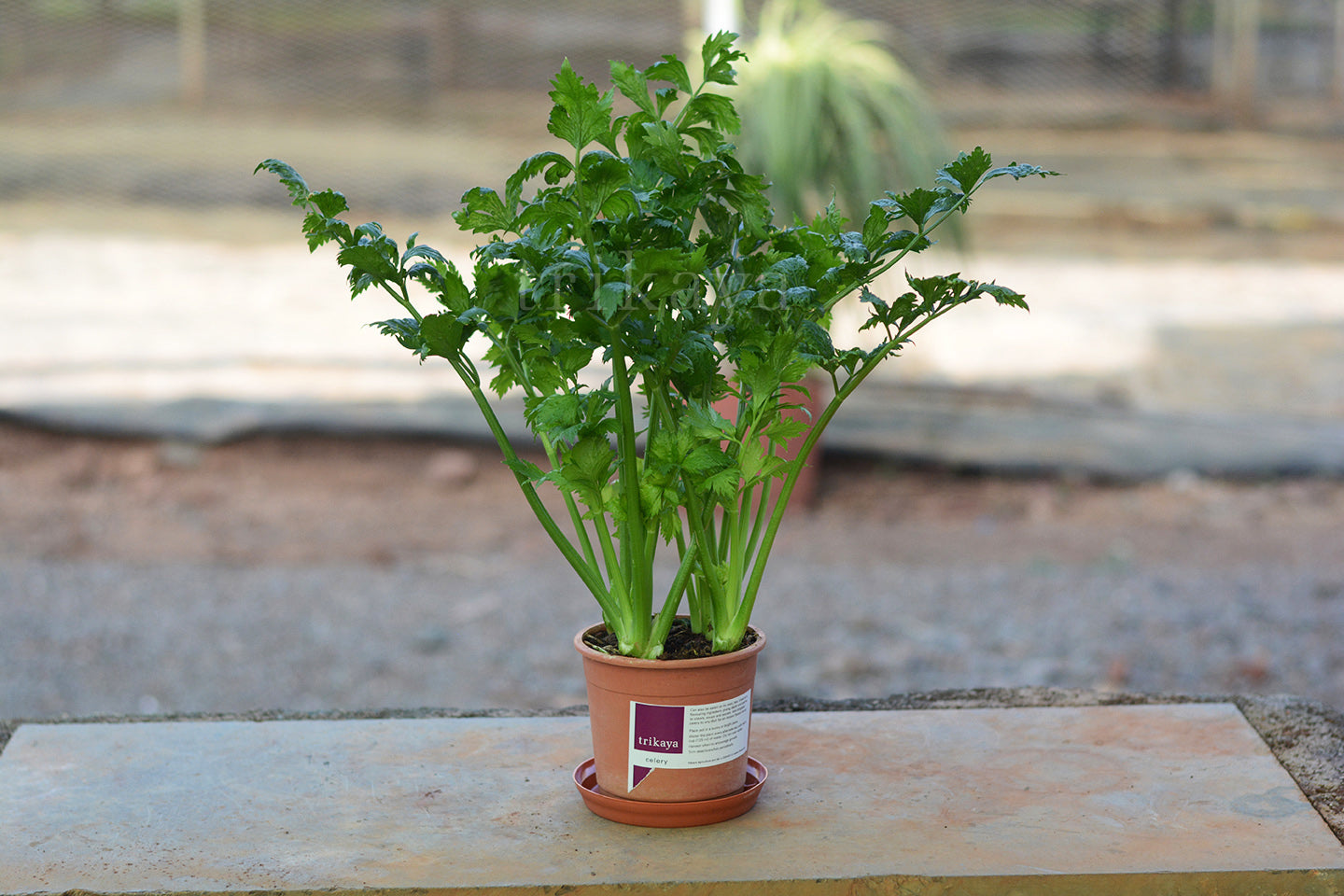 Celery Live Plant