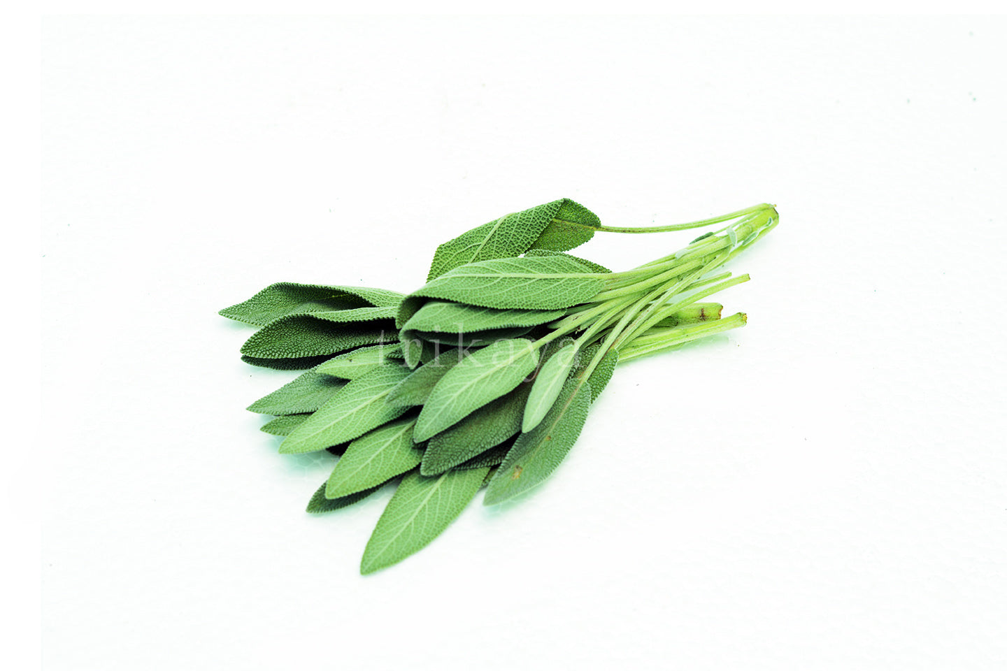 Sage Fresh
