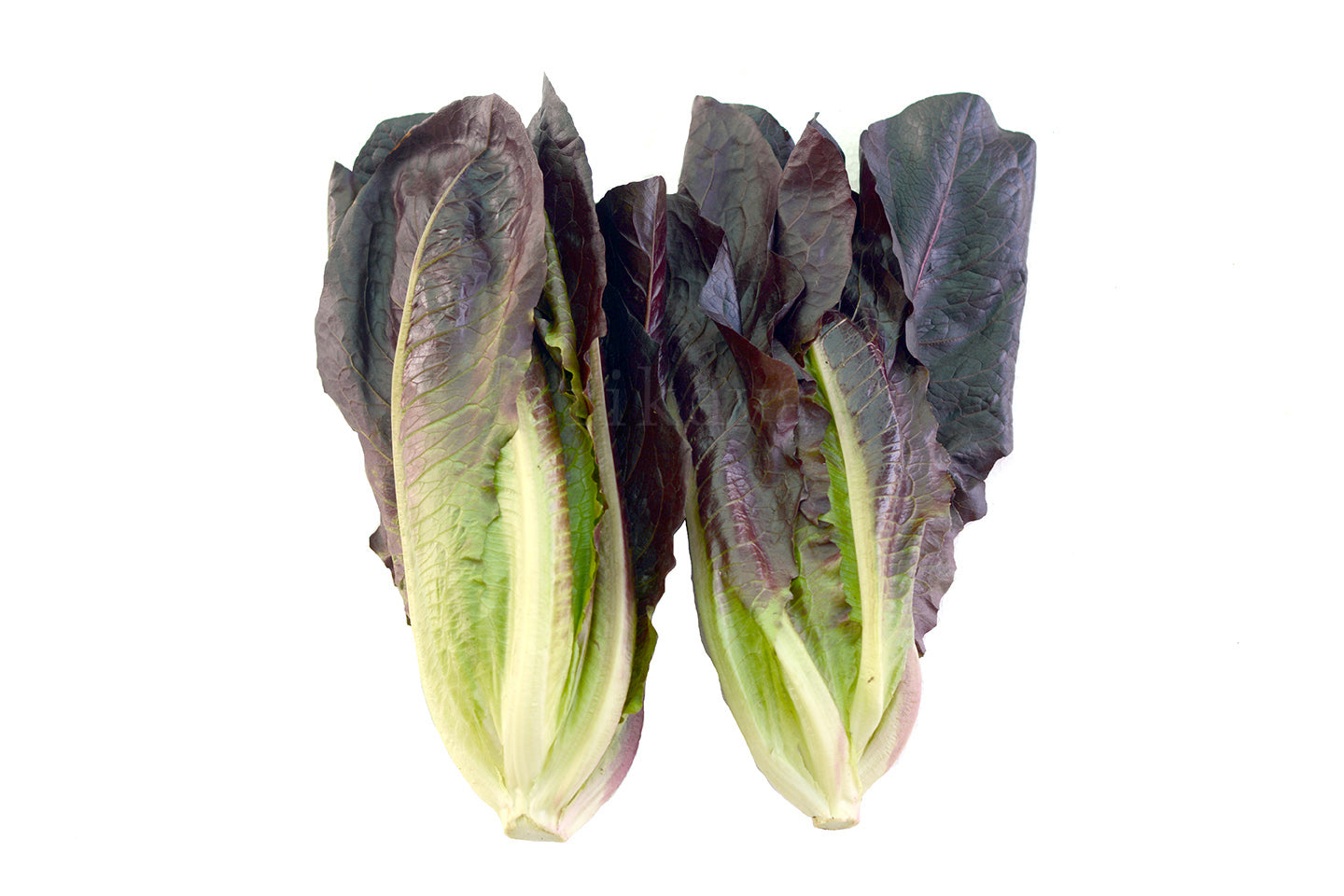 Lettuce Romaine Red