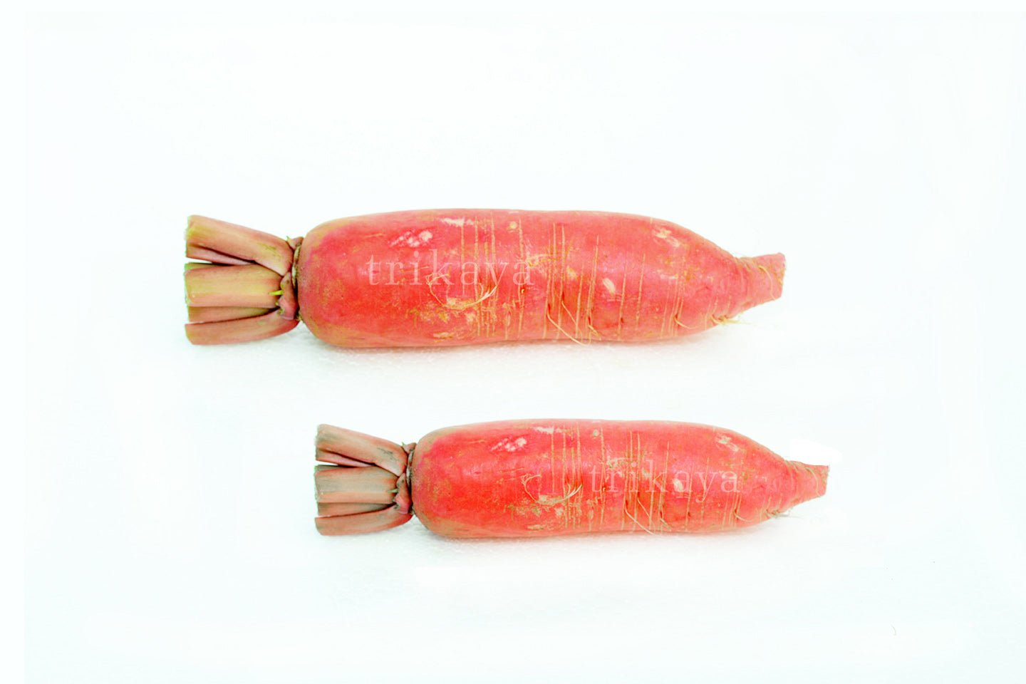 Radish Red , Long