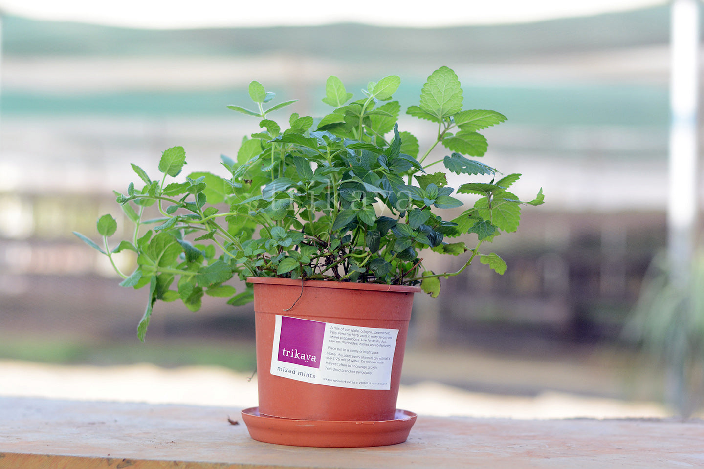 Mint Live Plant Assorted