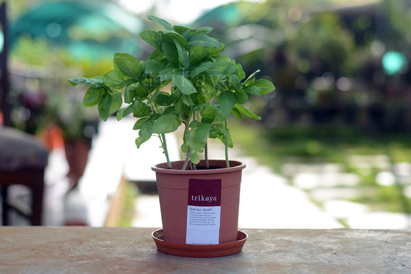 Basil Live Plant