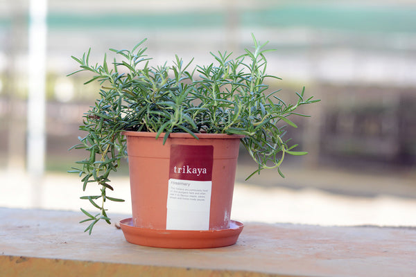 Rosemary Live Plant