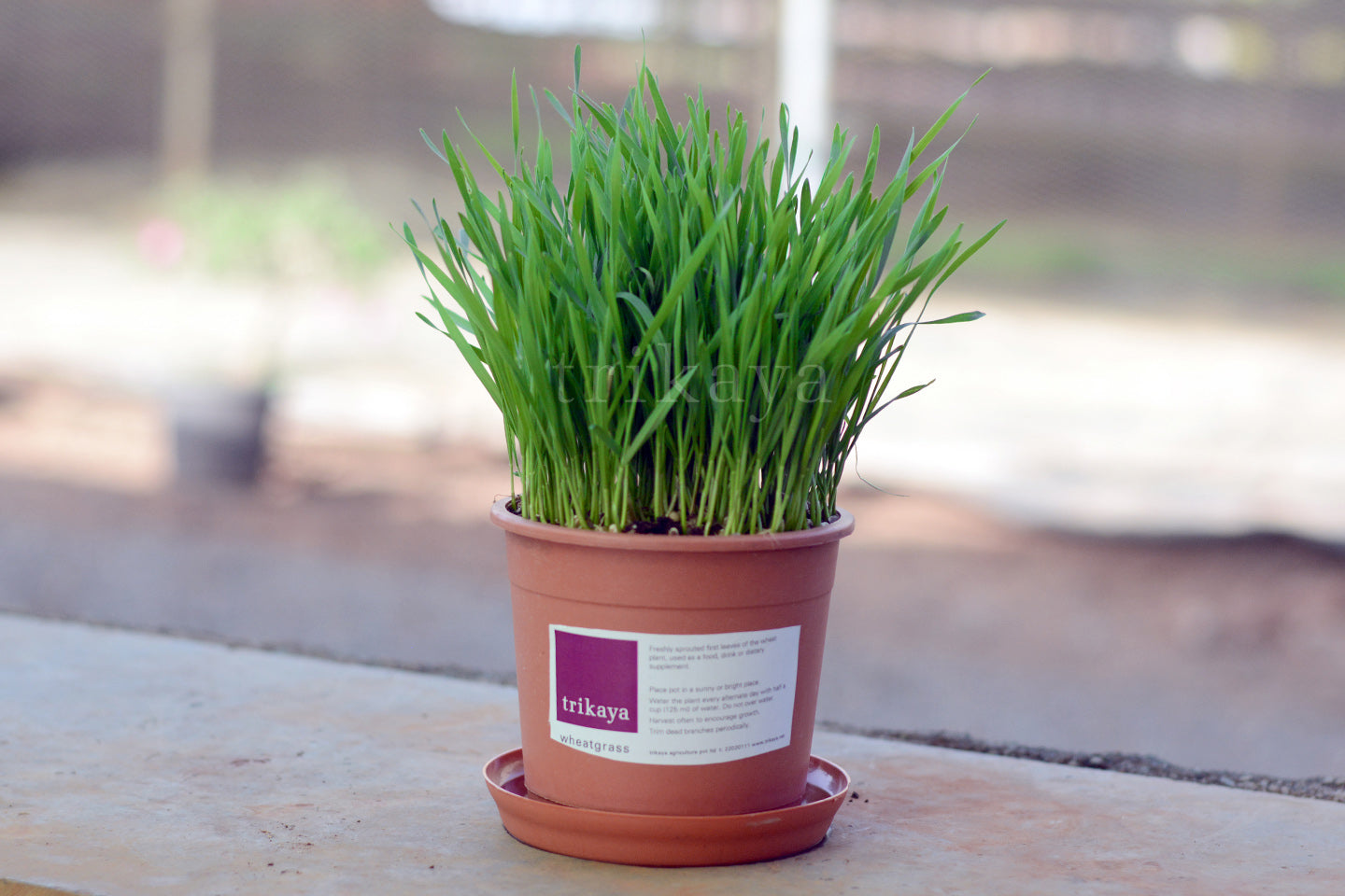 Wheatgrass Live Plant