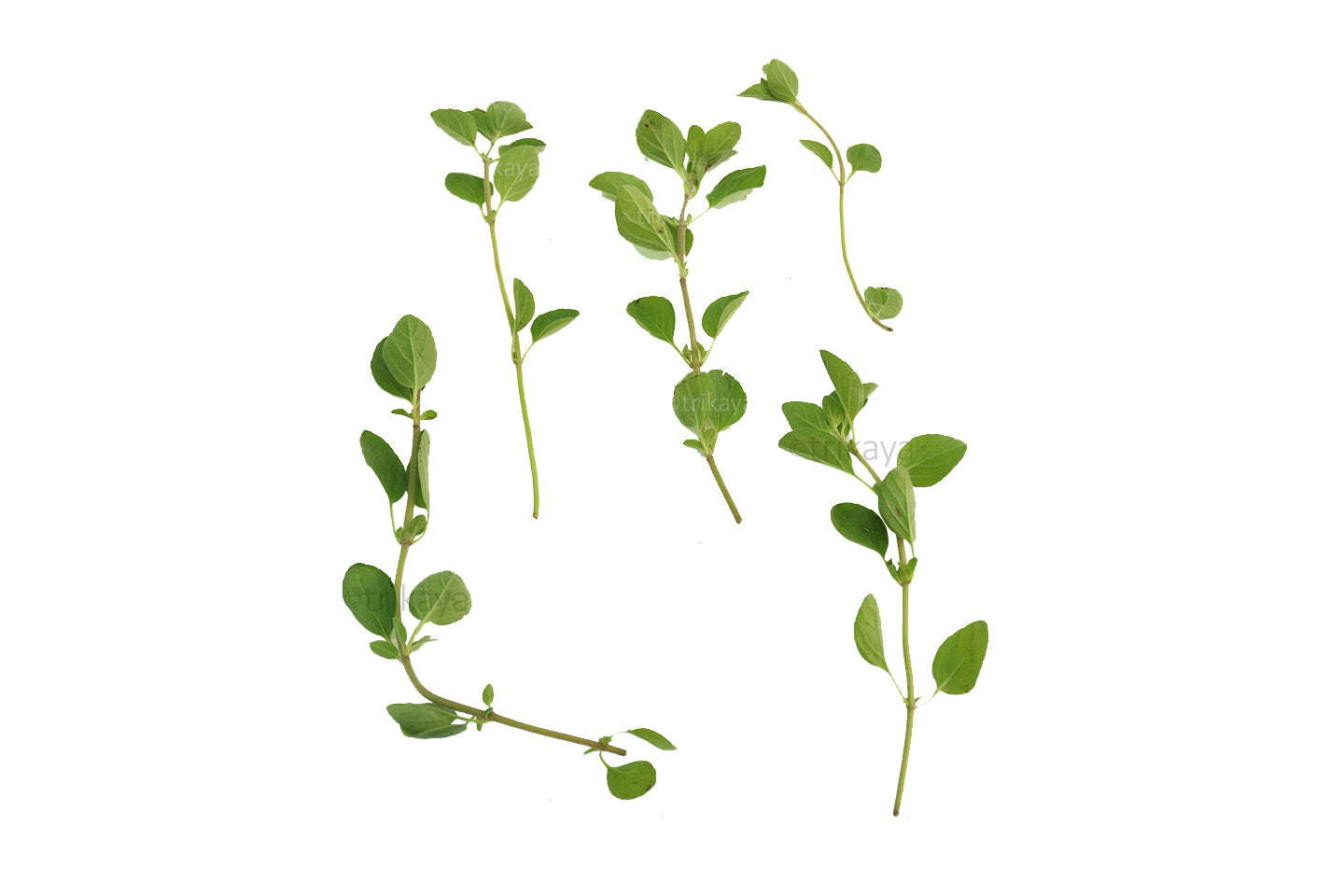 Sweet Marjoram Fresh