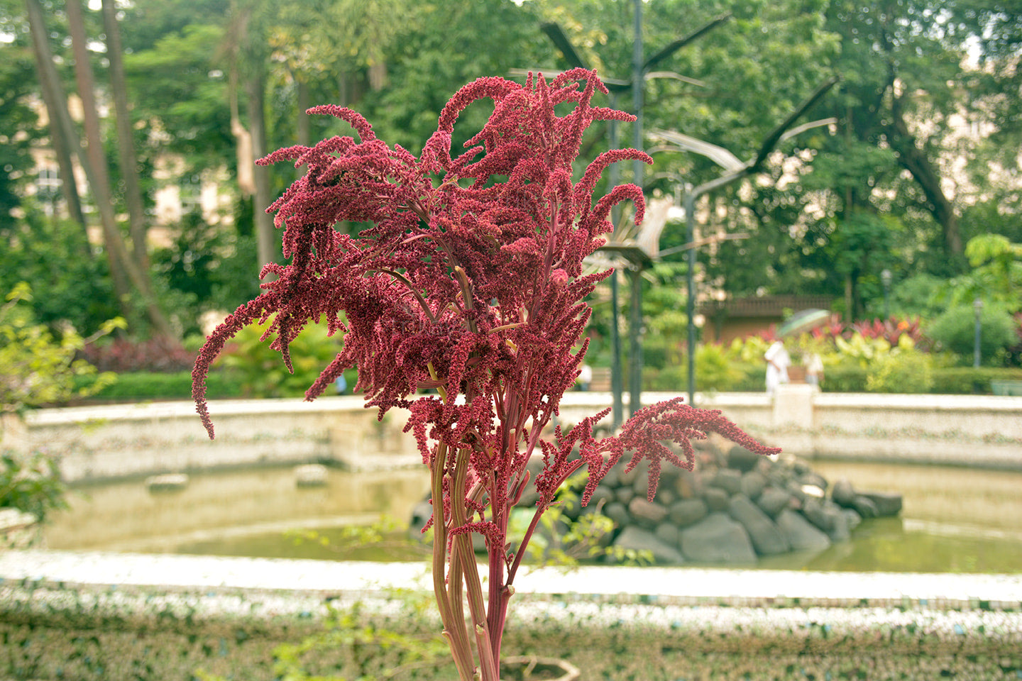 Amaranthus USA