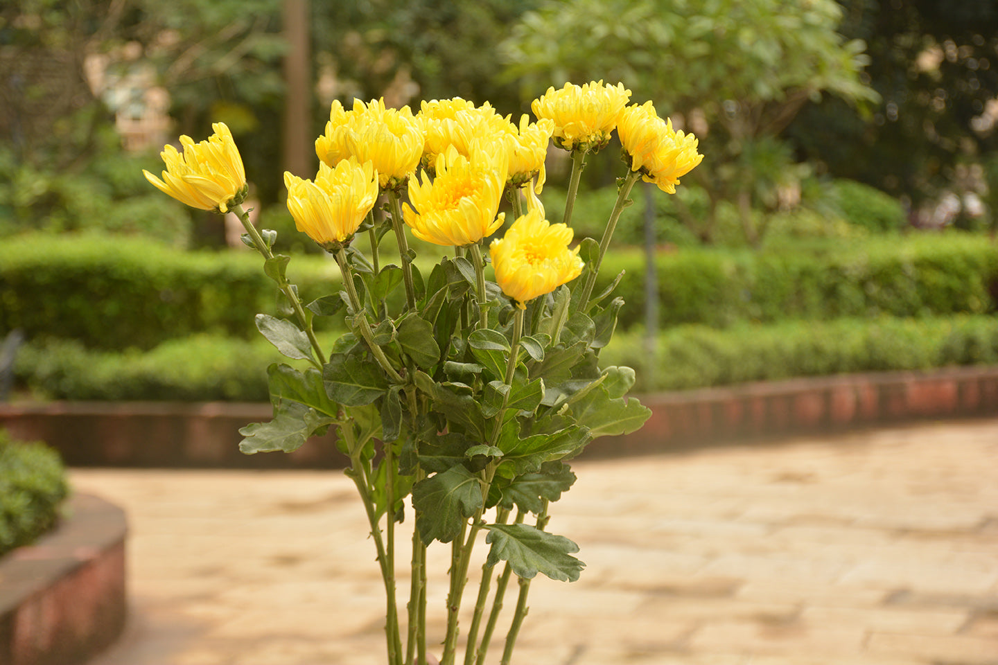 Chrysanthemum Yellow