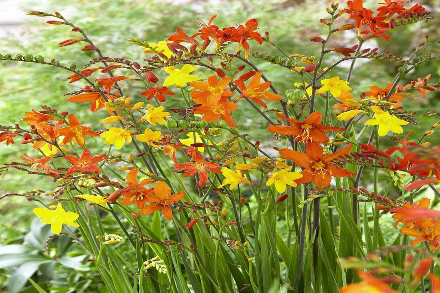 Crocosmia (Red,Yellow,Pink)