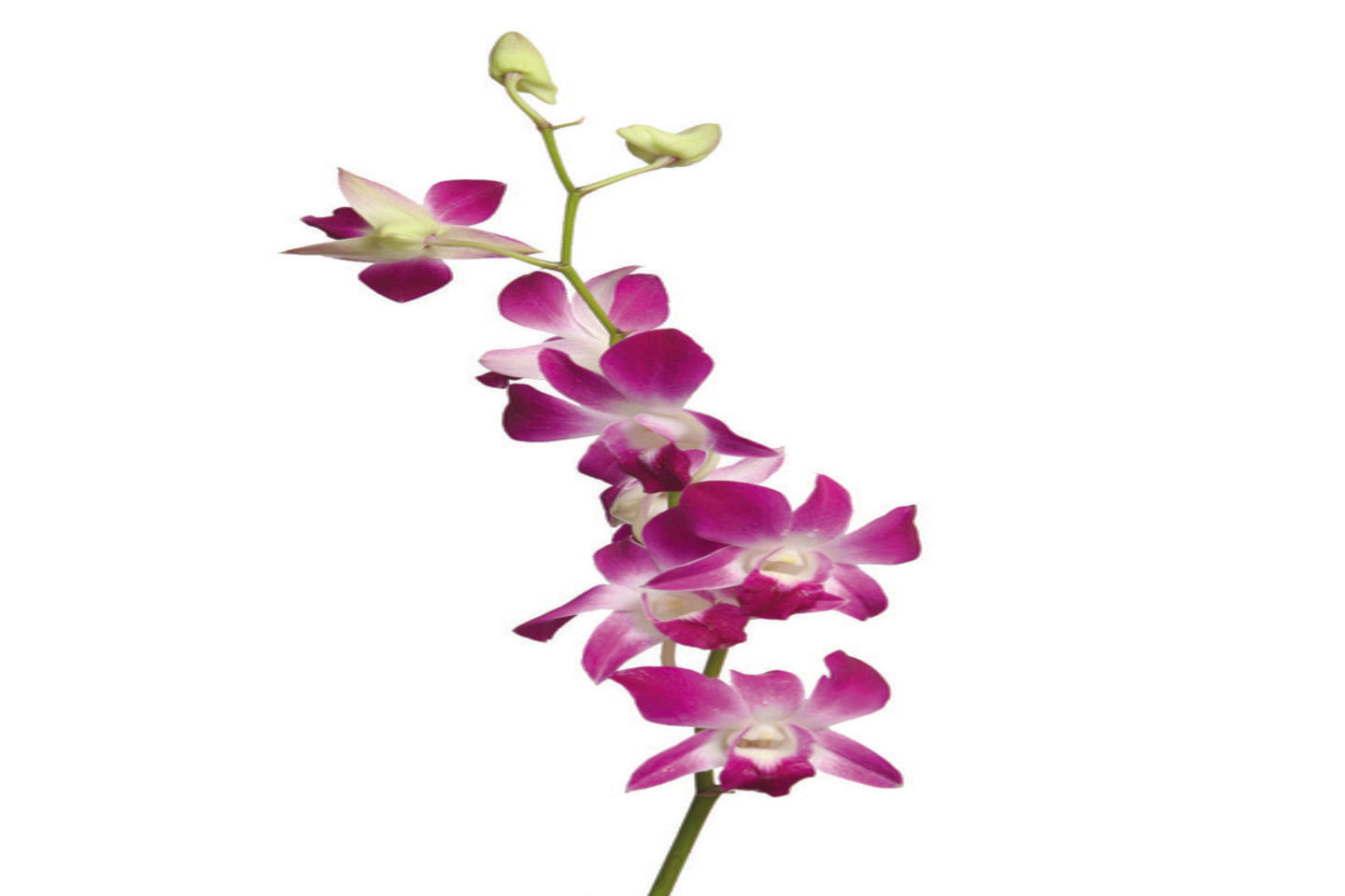 Dendrobium cut flower