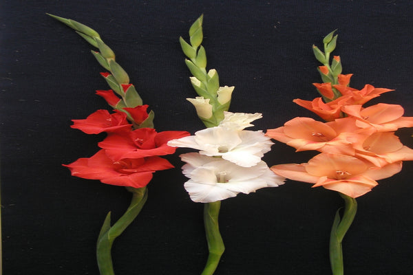 Gladiolus (White,Yellow,Red)