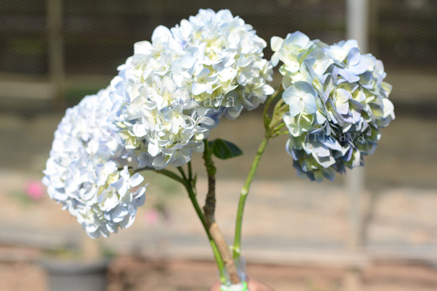 Hydrangea Cut Flower