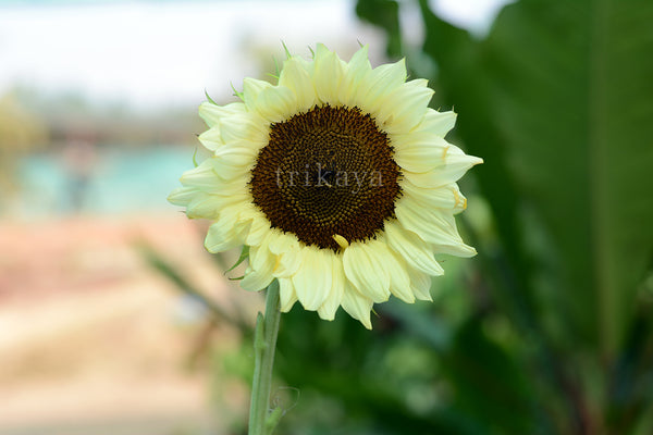 Sunflower Off White