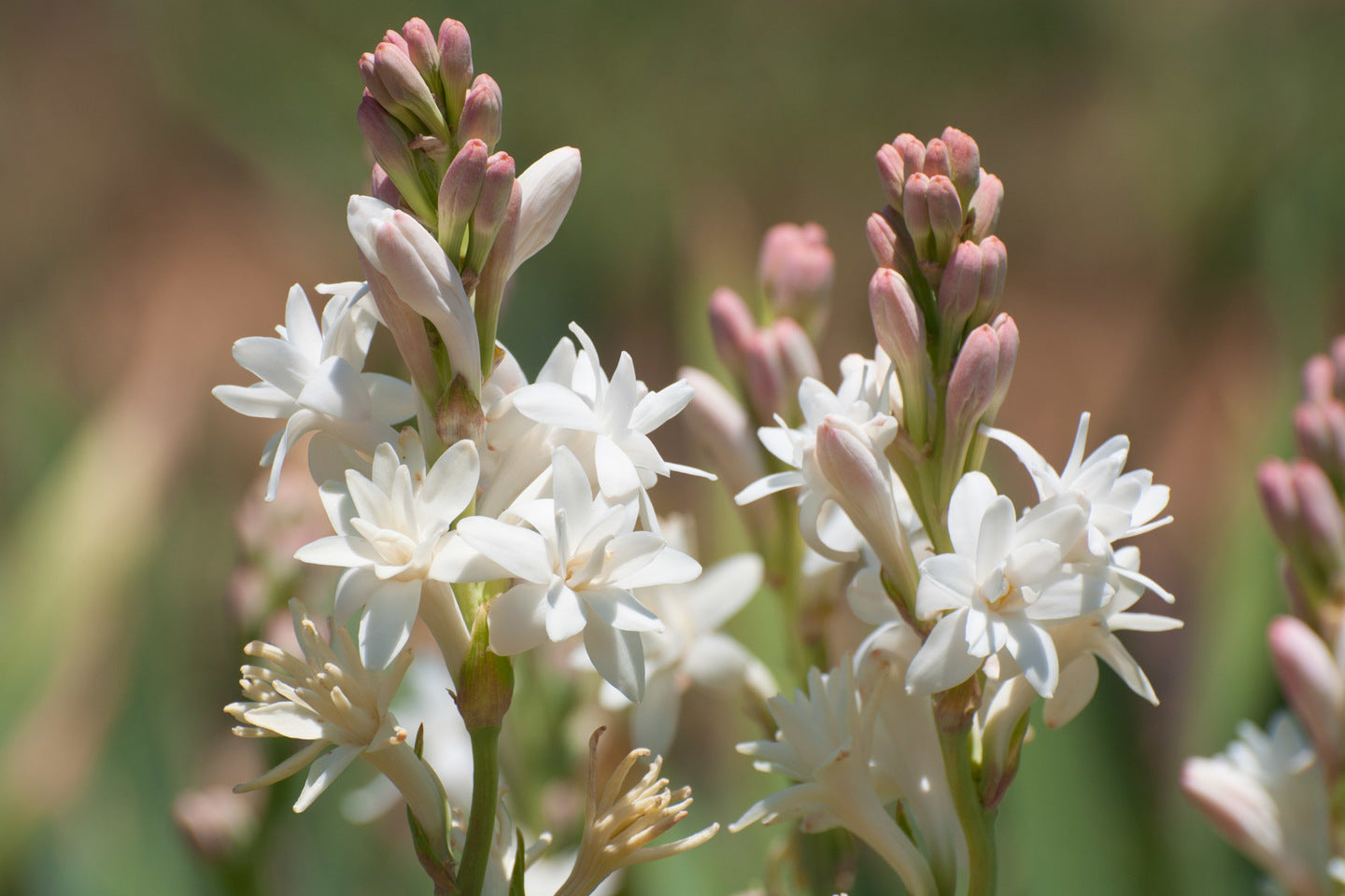 Tuberose