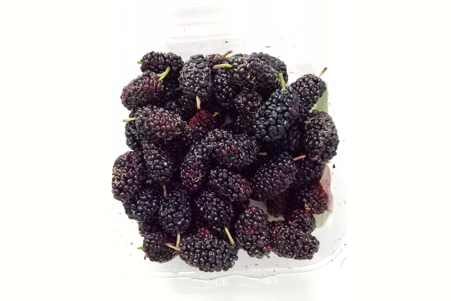 Mulberry Fresh