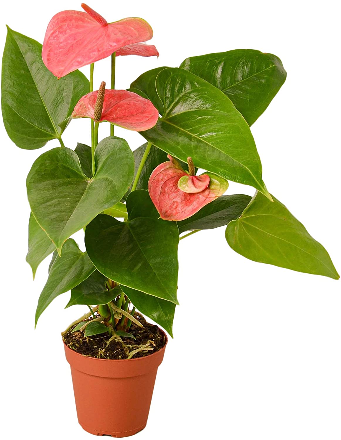 Anthurium Red Live Plant