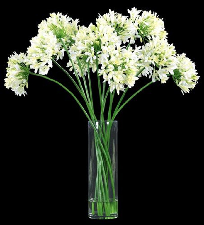 Agapanthus White