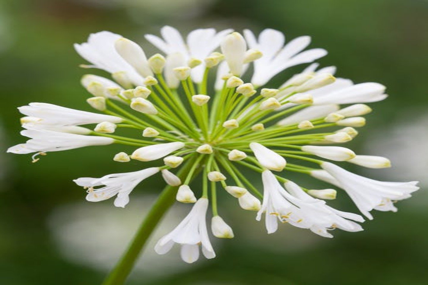 Agapanthus White