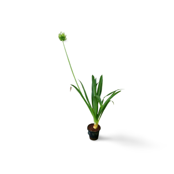 Agapanthus - White live Potted plant
