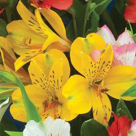 Alstroemeria Yellow