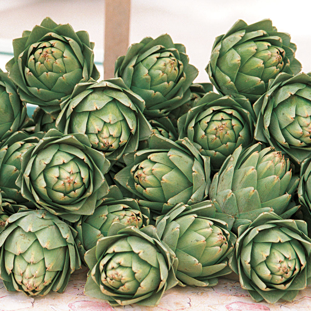 Artichoke Globe