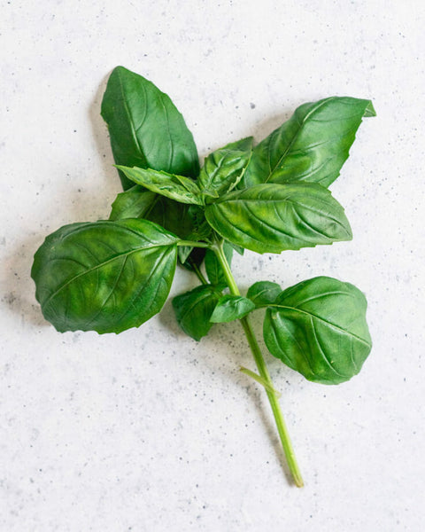 Basil Italian