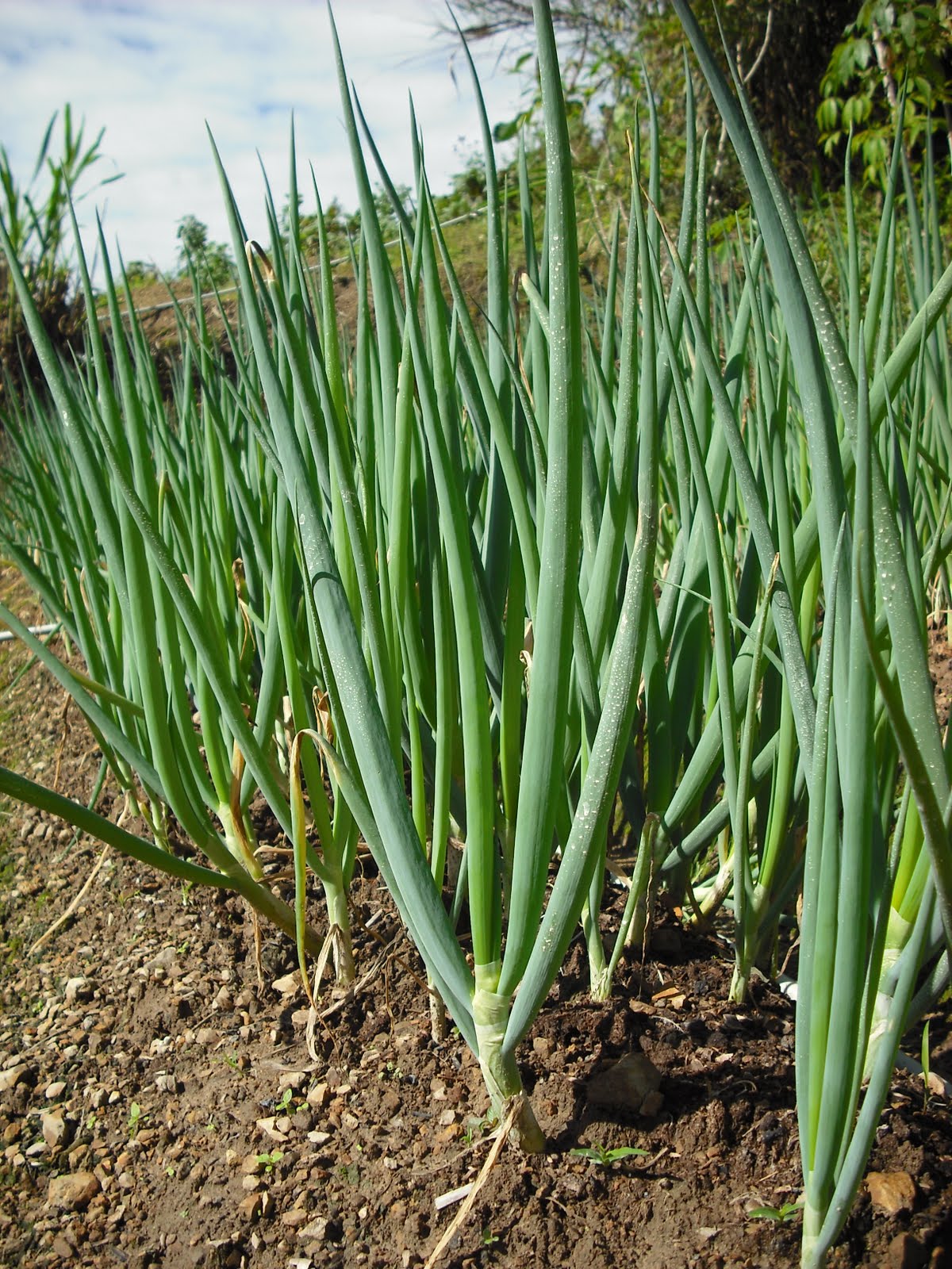 Bunching Onion, Japanese