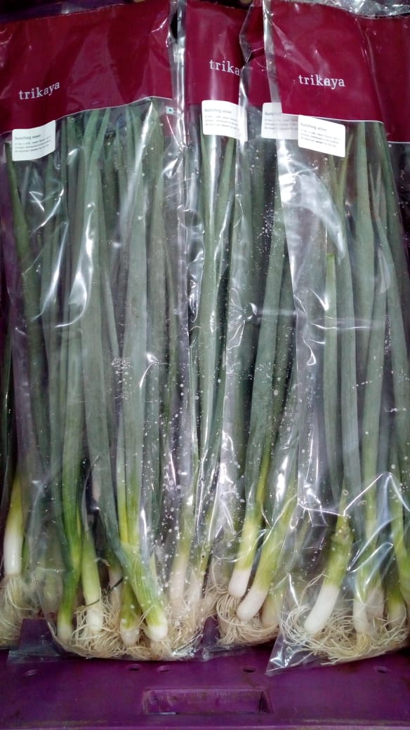 Bunching Onion, Japanese