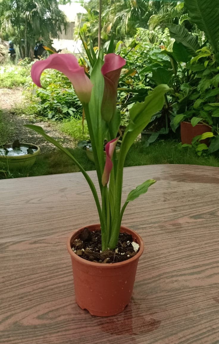 calla lily plant online Calla Lily - Pink Live Potted Plant