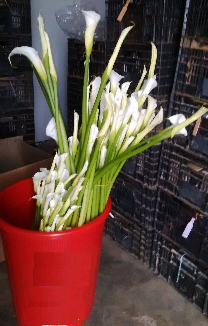 Calla Lily - White