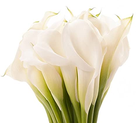 Calla Lily - White