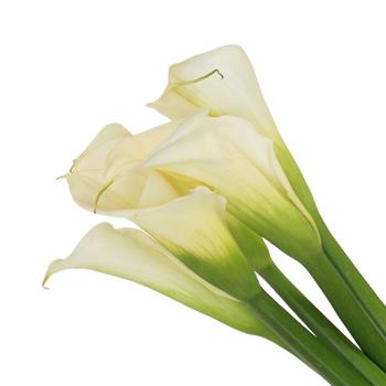 Calla Lily - White