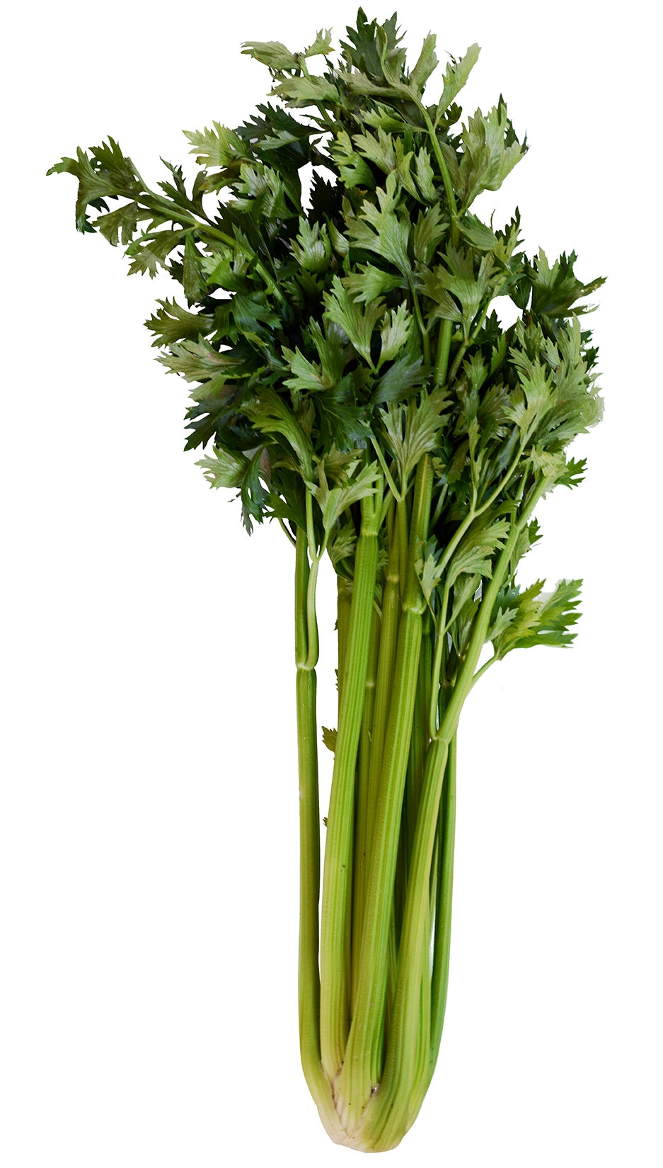 Celery