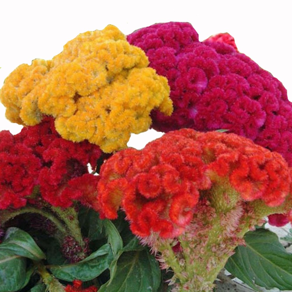 Celosia Coloured Mix