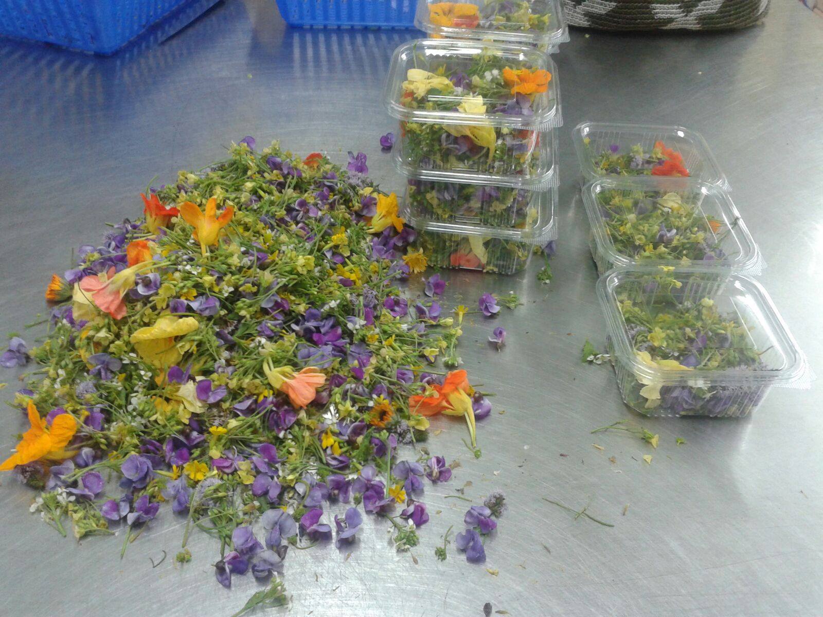 Edible Flowers - Mix(Pkts)