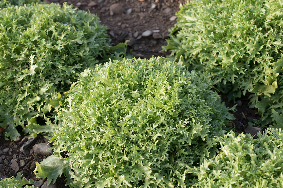 Endive