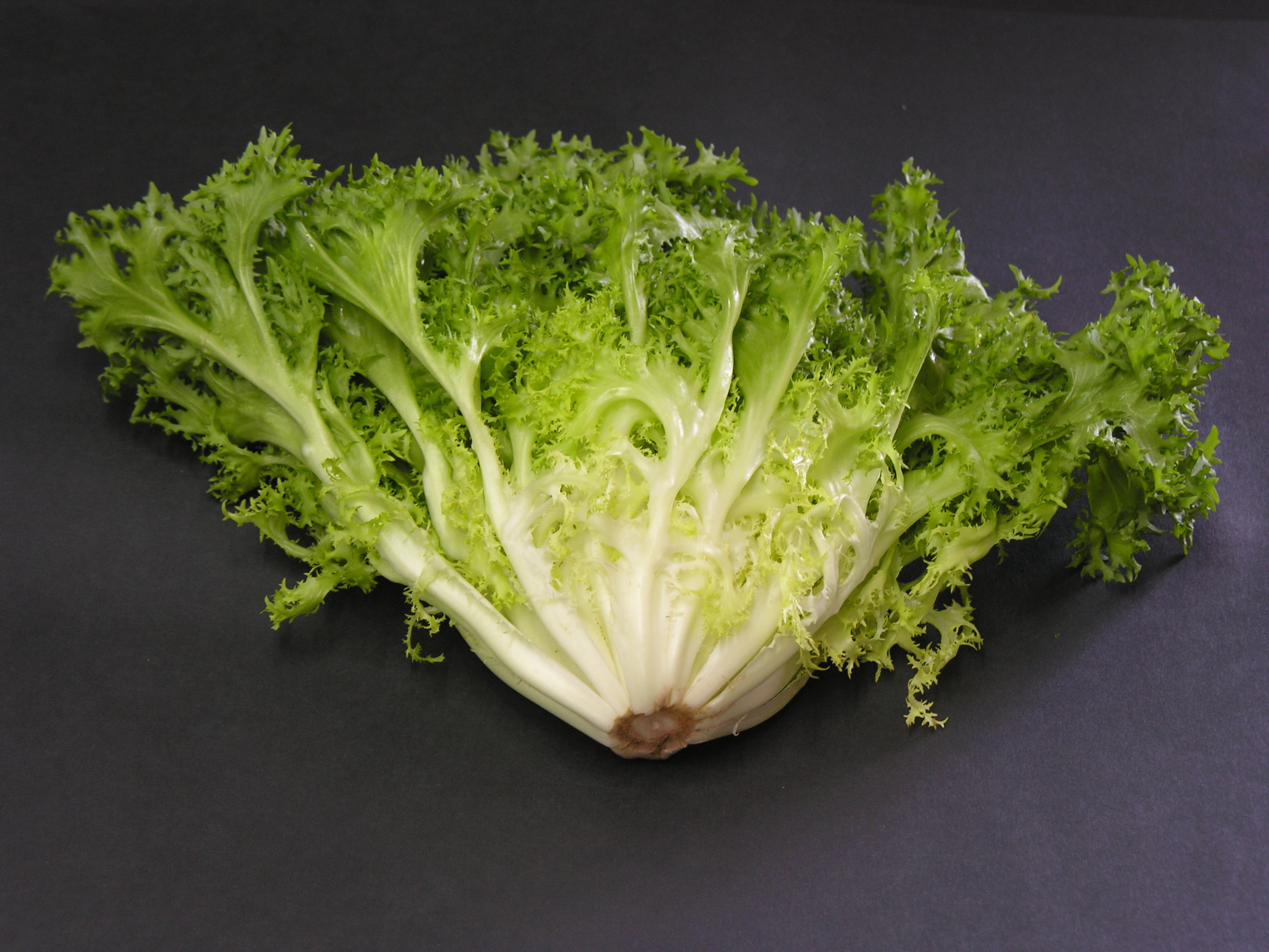 Endive