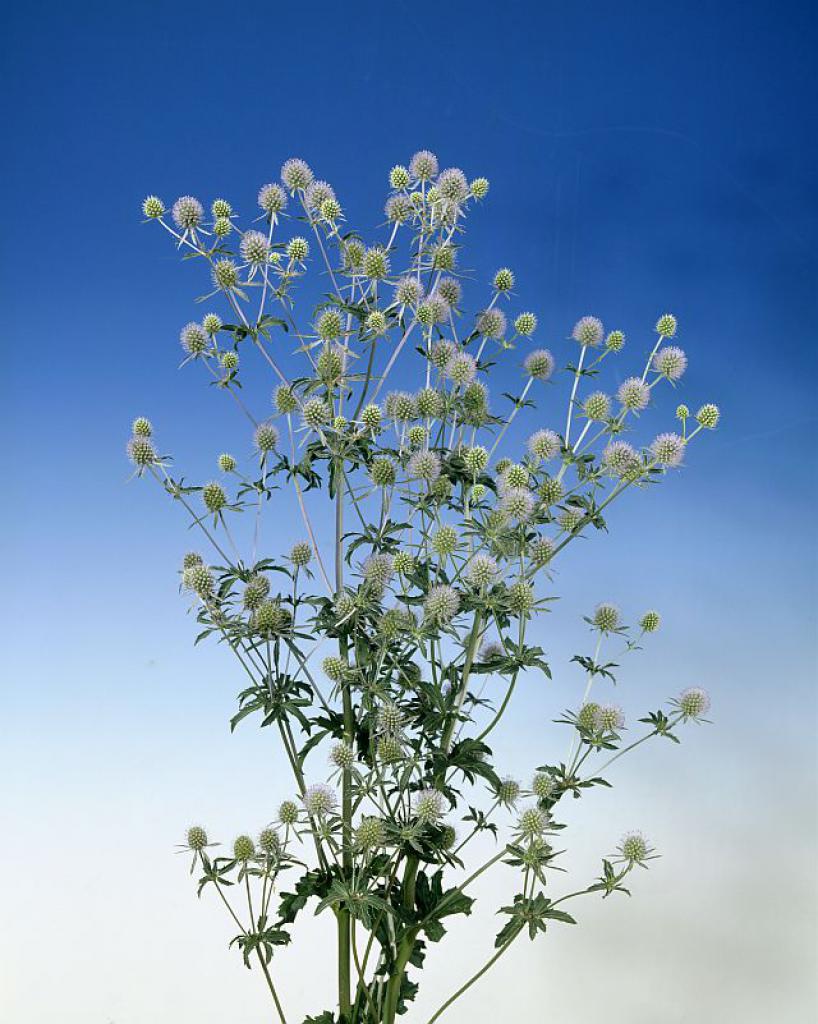 Eryngium