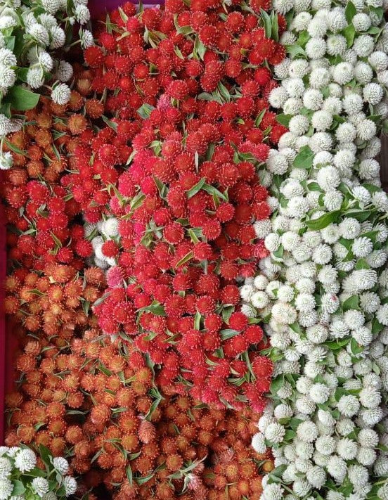 Gomphrena Mix - (White/Purple/Red/Orange)