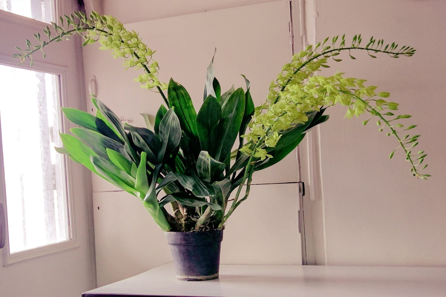 Gramatophyllum Mini Live Plant
