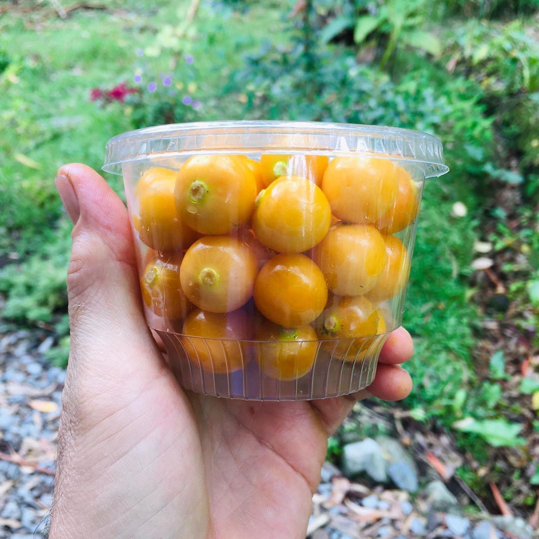 Husk Cherry/Goose Berry