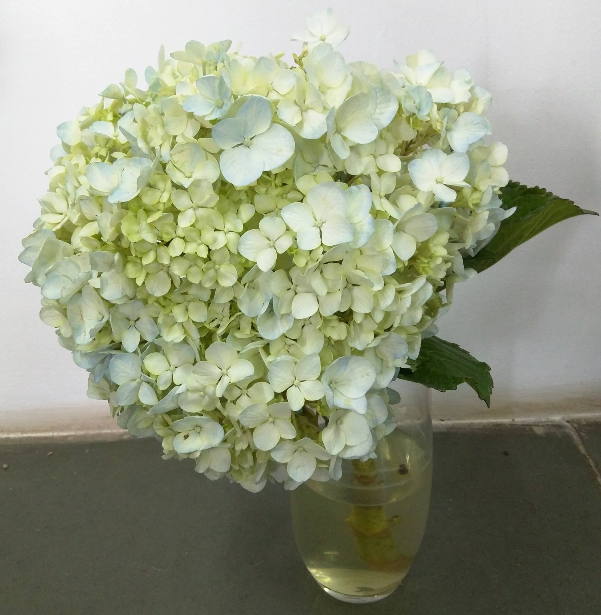 Hydrangea Cut Flower