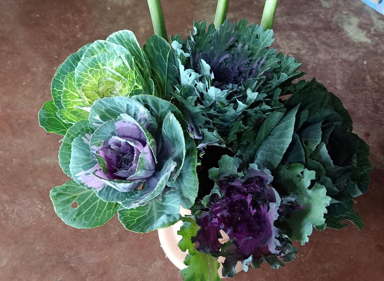 Ornamental Kale Mix