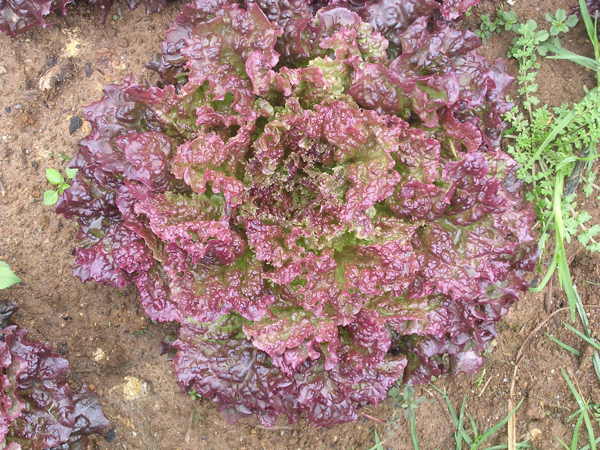 Lettuce Lollo Rosso