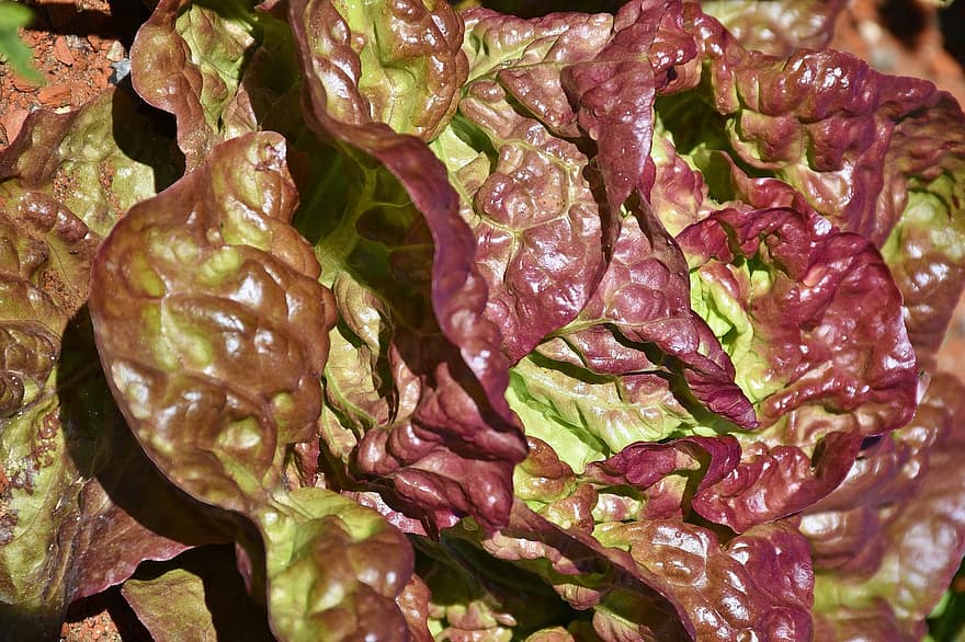 Lettuce Lollo Rosso