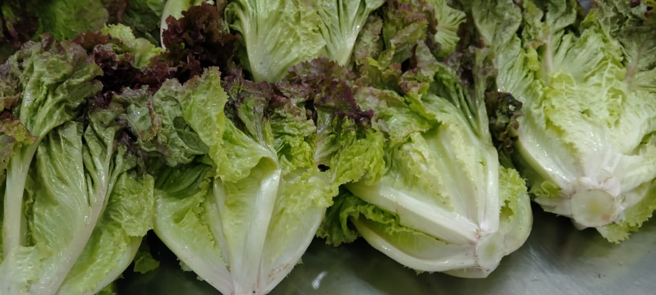 Lettuce Lollo Rosso