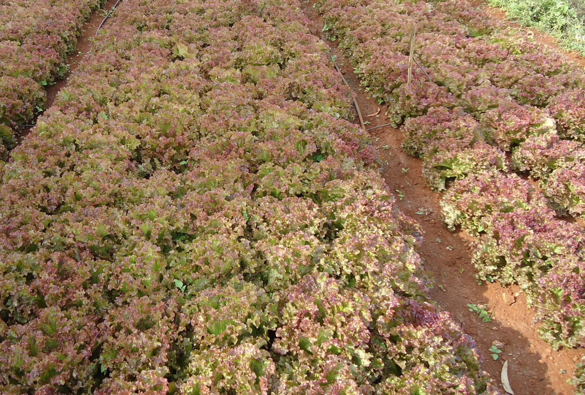 Lettuce Lollo Rosso