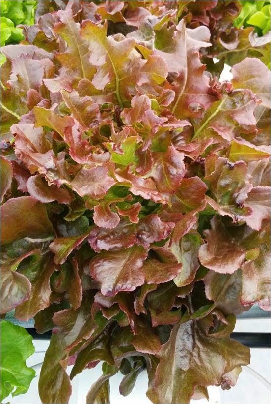 Lettuce Oak leaf Red