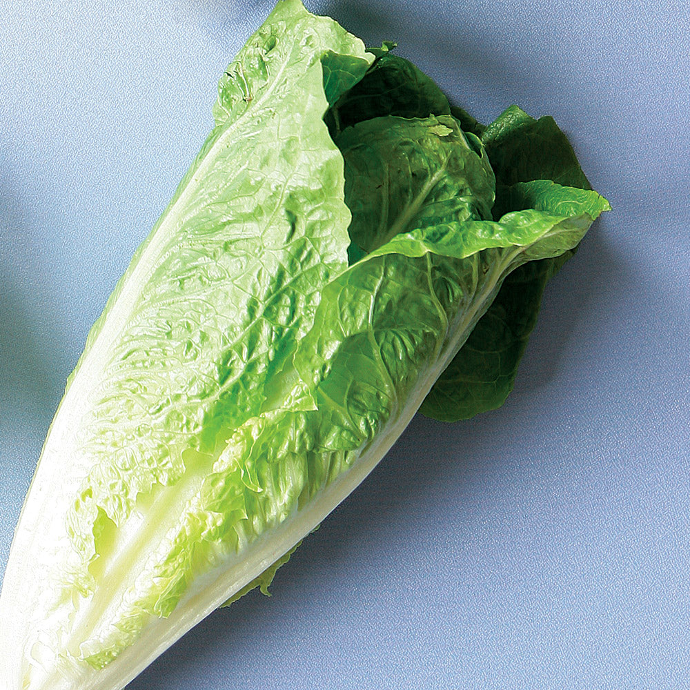 Lettuce Romaine Green