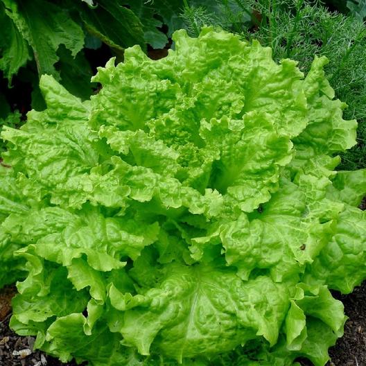 Lettuce Simpson/Green Leafy